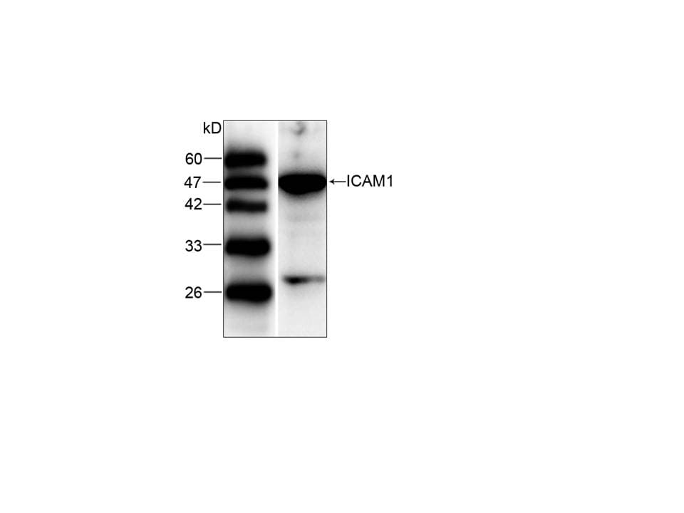 ICAM-1 / CD54 Antibody (aa301-532)
