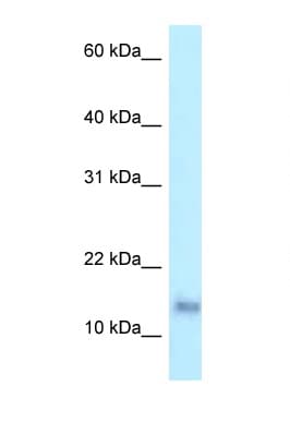 PRAP1 Antibody (C-Terminus)