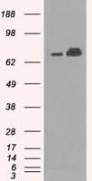 HSPA9 / Mortalin / GRP75 Antibody (clone OTI9F8)