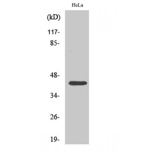 CREB1 / CREB Antibody (80-160 aa)