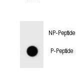 Polyclonal Rabbit anti-Mouse BAD Antibody (phospho-Ser134)