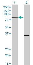 Monoclonal Mouse anti-Human BLIMP1 / PRDM1 Antibody (clone 2B10, WB)