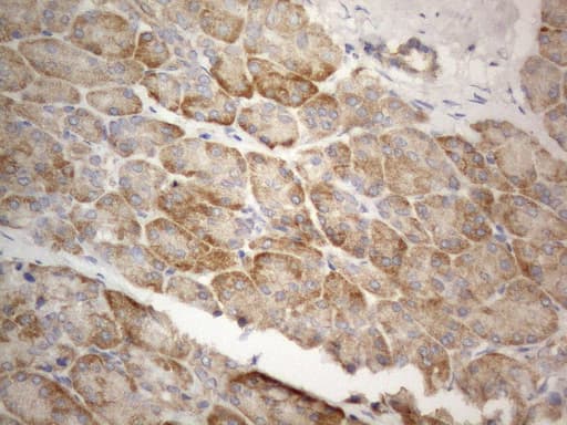 FBXO8 / FBX8 Antibody (aa1-231, clone OTI11F6)