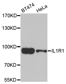 IL1R1 Antibody