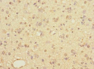 LINGO1 Antibody
