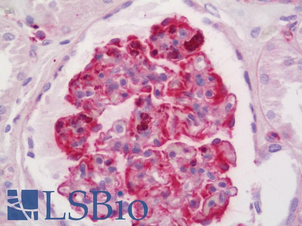 IHC-plus™ Polyclonal Rabbit anti-Human BUB1 Antibody (aa769-818, IHC, WB)