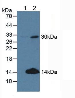CCND2 / Cyclin D2 Antibody (aa47-267)