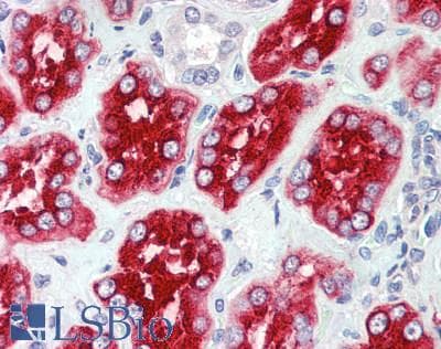 IHC-plus™ LRP2 / Megalin Antibody