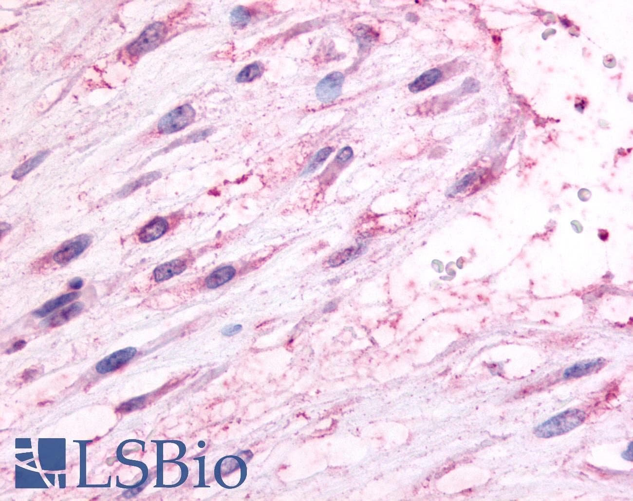 IHC-plus™ OXTR / Oxytocin Receptor Antibody (C-Terminus)