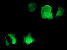 CDKN3 / KAP Antibody (clone OTI4D8, Carrier-free)