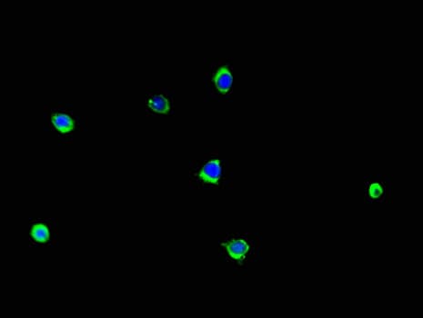LCE1B Antibody