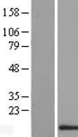 BLOC1S2 Protein (Over-Expression Lysate Myc-DDK (Flag))