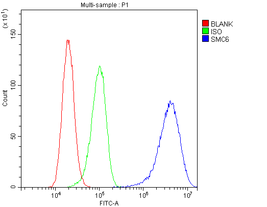 Polyclonal Rabbit anti-Human SMC6 Antibody (WB)
