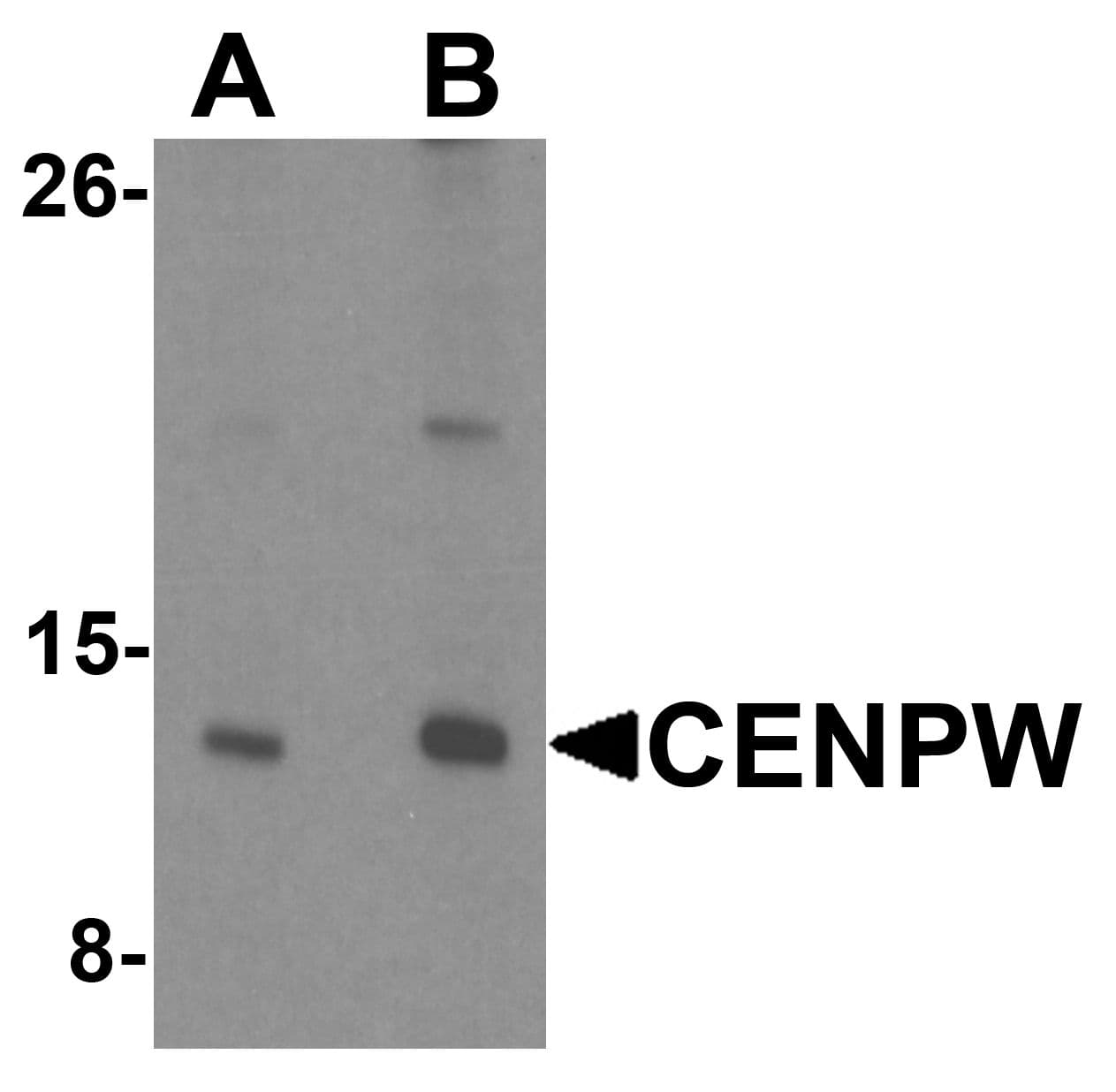 IHC-plus™ CENPW / C6orf173 Antibody