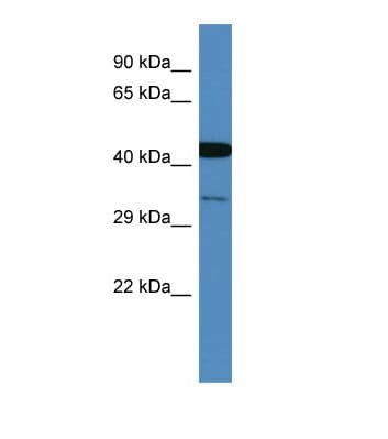 Polyclonal Rabbit anti-Human COPS3 / CSN3 Antibody (C-Terminus, WB)