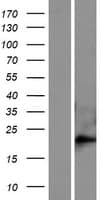 FAM169B Protein (Over-Expression Lysate Myc-DDK (Flag))