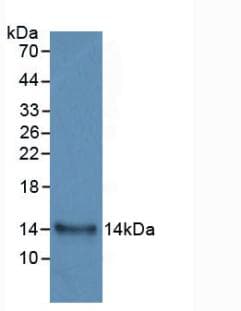 IL-33 Antibody (APC)