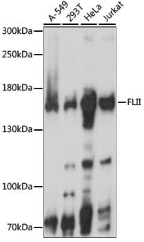 FLII / FLI Antibody
