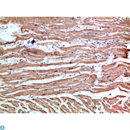 NLRX1 Antibody