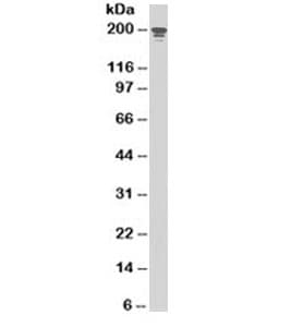 Monoclonal Mouse anti-Human NUMA1 / NUMA Antibody (clone SPM300, Azide-free,BSA-free, IHC, IF, WB)