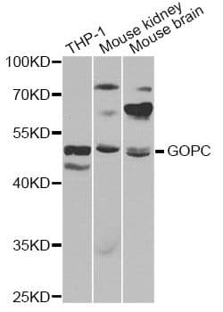 GOPC / PIST Antibody