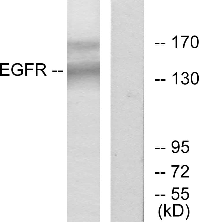 PathPlus™ EGFR Antibody (aa1139-1188)