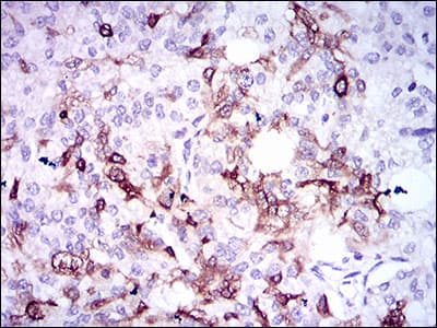 Monoclonal Mouse anti-Human SPP1 / Osteopontin Antibody (clone 7C5H12, IHC, IF, WB)