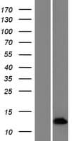 CHM / REP1 Protein (Over-Expression Lysate Myc-DDK (Flag))