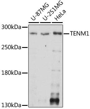 Polyclonal Rabbit anti-Human TNM / Teneurin-1 Antibody (IF, WB)