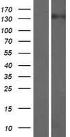 ARHGEF10L Protein (Over-Expression Lysate Myc-DDK (Flag))
