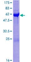 Human CPNE5 Protein (Recombinant GST)