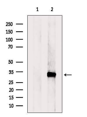 Polyclonal Rabbit anti-Human RGN / Regucalcin Antibody (WB)