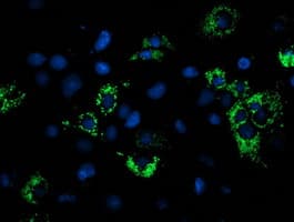 NDUFA7 Antibody (clone OTI2D4, Carrier-free)