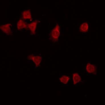 NXPH3 / Neurexophilin 3 Antibody