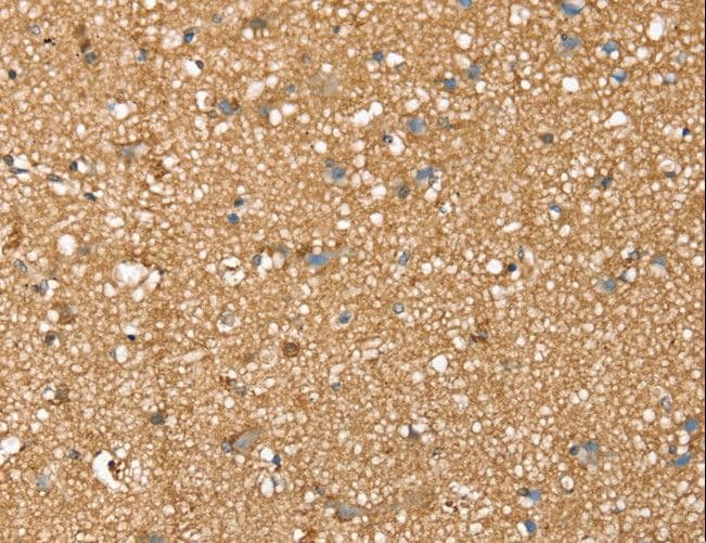SDC3 / Syndecan 3 Antibody