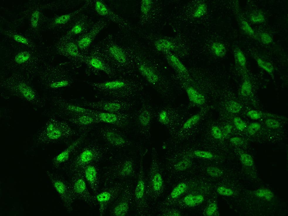 NKX6-1 Antibody