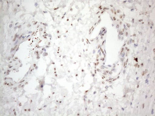 TCEAL1 Antibody (clone OTI1B1, Carrier-free)