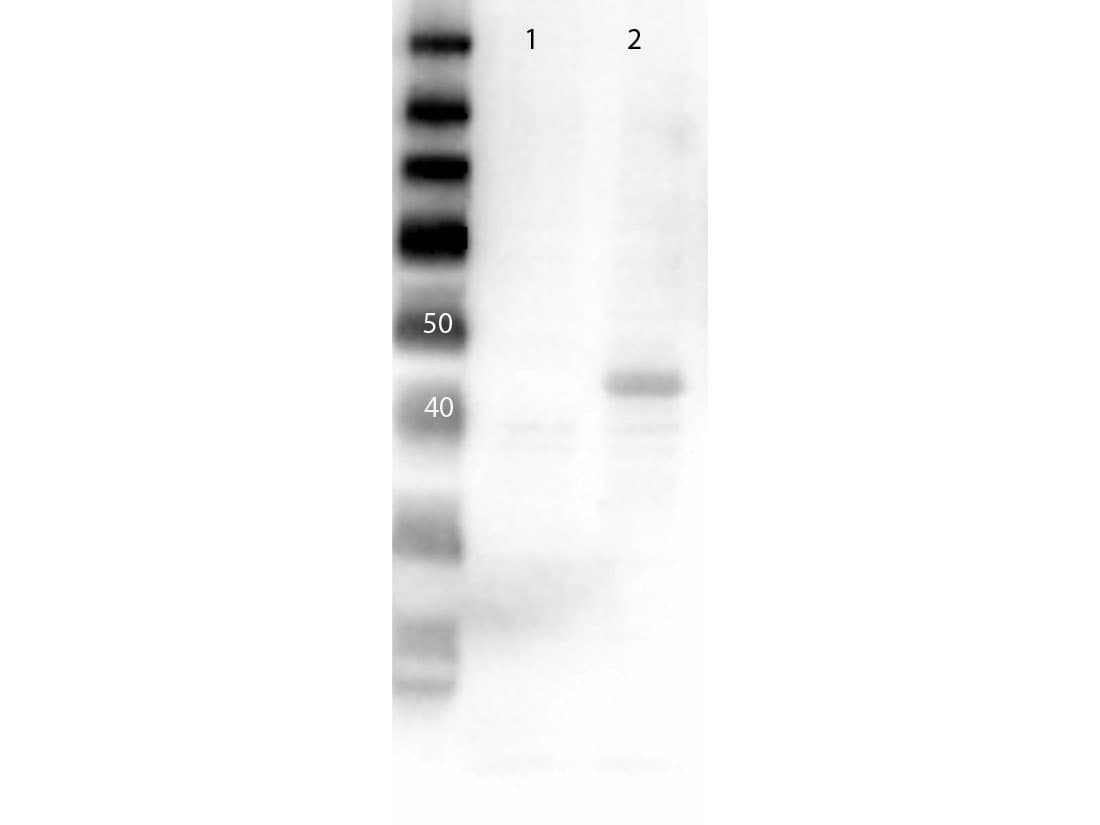 MAP2K2 / MKK2 / MEK2 Antibody (C-Terminus)