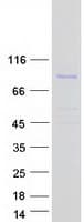 Human APBA3 / MINT3 Protein (Recombinant Myc-DDK (Flag))