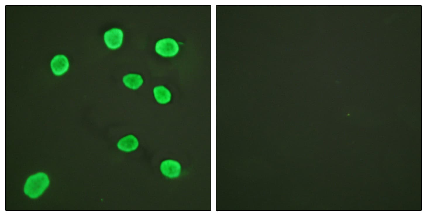 IHC-plus™ Histone H4 Antibody (aa1-50)