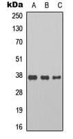 CCNH / Cyclin H Antibody (C-Terminus)