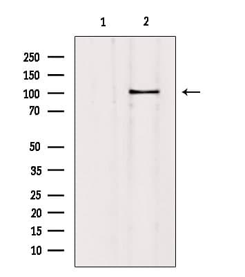 Polyclonal Rabbit anti-Human SLC4A11 / NABC1 Antibody (IF, WB)