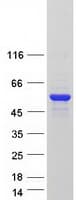 Human MTUS2 Protein (Recombinant Myc-DDK (Flag))