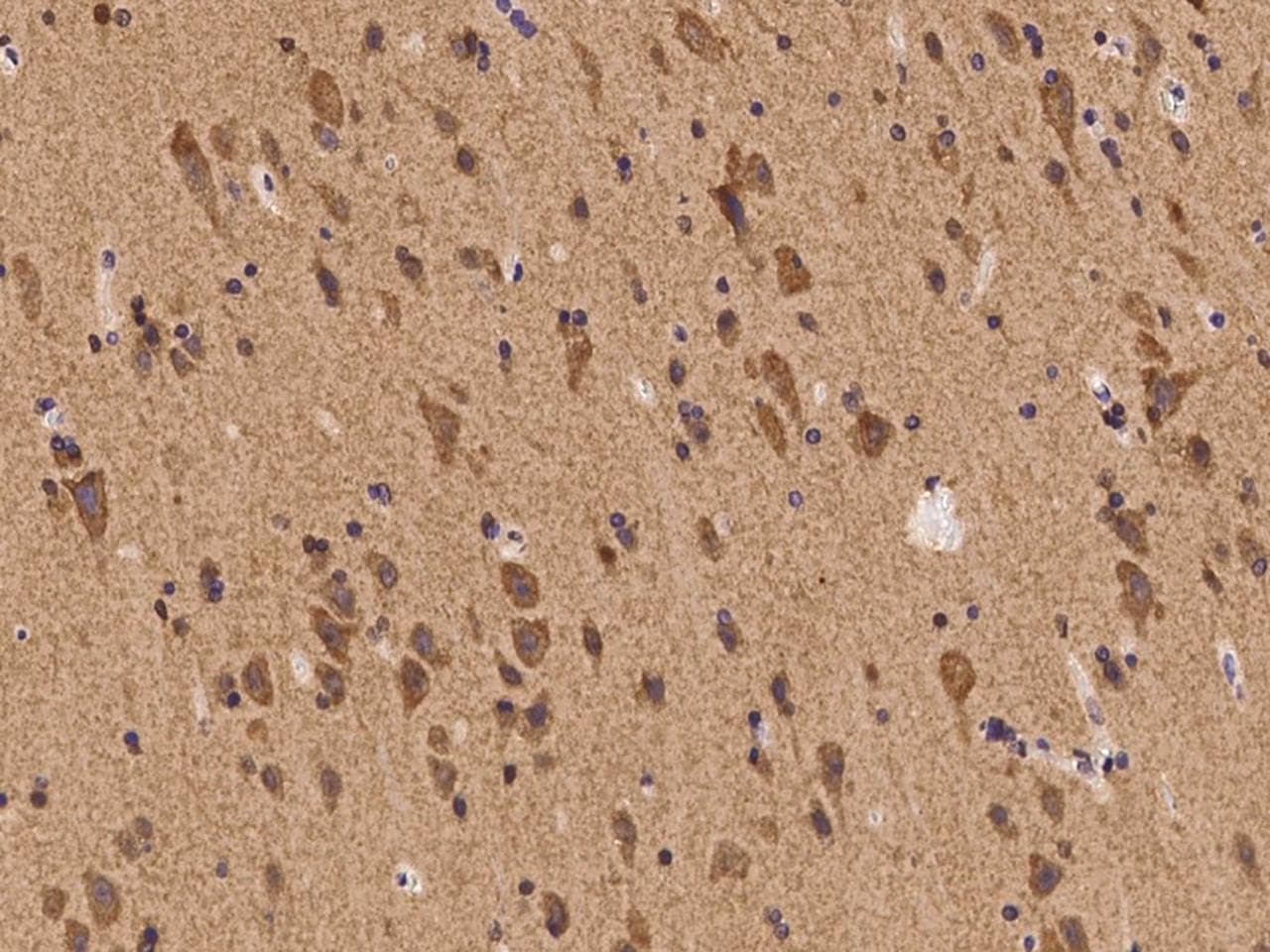SHC2 / SLI Antibody