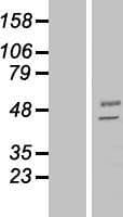 MANEA / ENDO Protein (Over-Expression Lysate Myc-DDK (Flag))