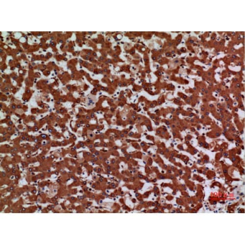 LAMC2 / Laminin Gamma 2 Antibody (C-terminal)
