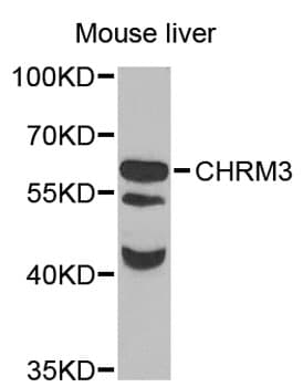 CHRM3 / M3 Antibody