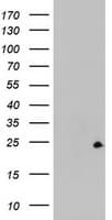 Monoclonal Mouse anti-Human ZFAND5 Antibody (clone OTI5B8, WB)