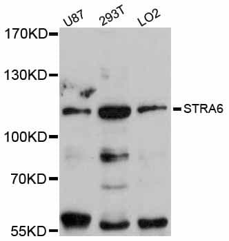 STRA6 Antibody