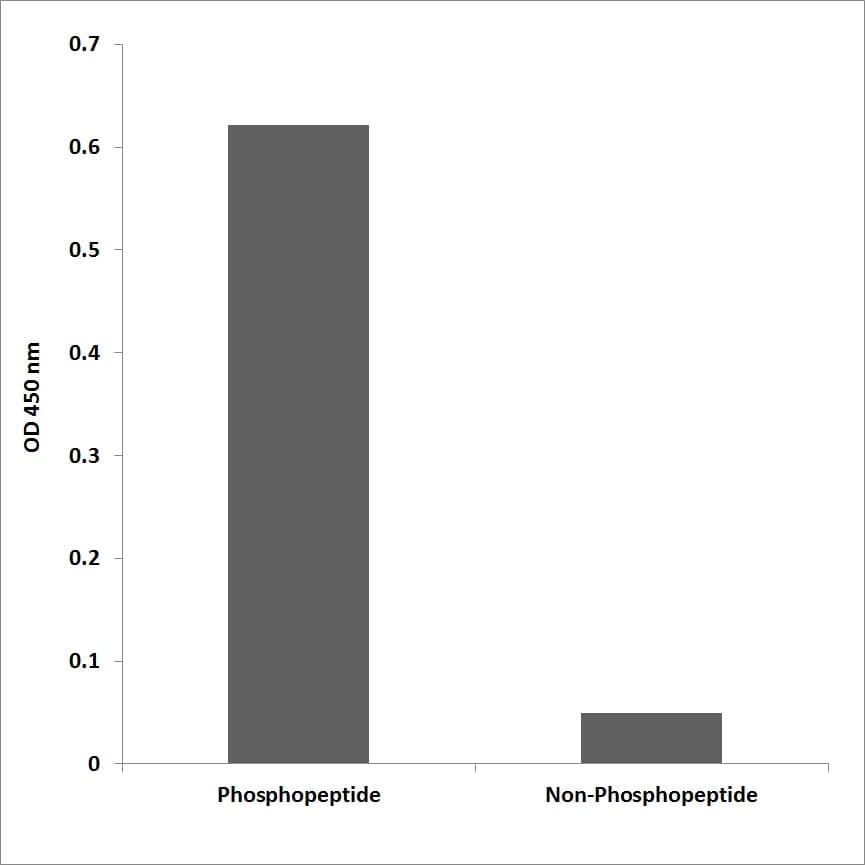 ATP1A1 Antibody (phospho-Tyr260)